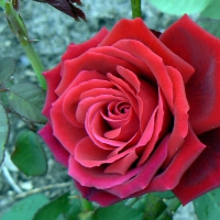 Sir Donald Bradman rose