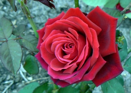 Sir Donald Bradman rose - sir donald bradman rose, rose, red rose, beautiful