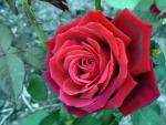 Sir Donald Bradman rose