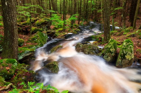 Forest stream - stream, summer, falling, forest, fall, water, creek, beautiful, leaves, branches, nice, river, lovely, woods, trees, nature