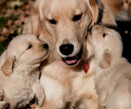 Caring mom - image, dogs, wallpaper, color, new, expression