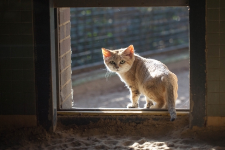 Cat - pretty, cat face, sleepy, paws, kitten, cats, face, sleeping, hat, beautiful, beauty, lovely, sweet, cat, cute, animals, kitty