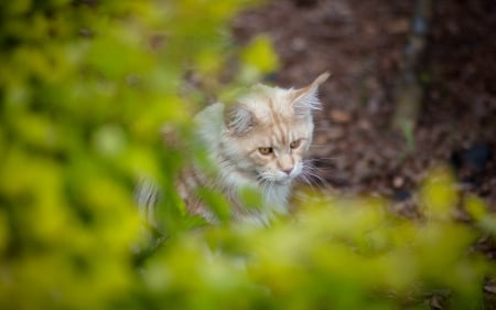 Cat - sleepy, cute, beautiful, cat, sleeping, kitty, cats, hat, cat face, paws, face, animals, pretty, beauty, sweet, kitten, lovely