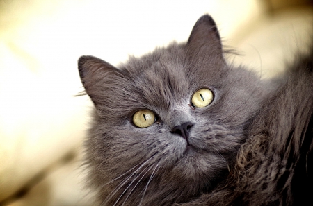 Cat - sleepy, cute, beautiful, cat, sleeping, kitty, cats, hat, cat face, paws, face, animals, pretty, beauty, sweet, kitten, lovely