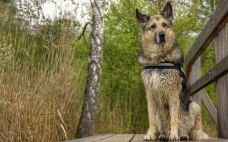 German shepherd - pretty, beautiful, dog face, puppies, lovely, playful dog, sweet, playful, dogs, cute, face, puppy, animals