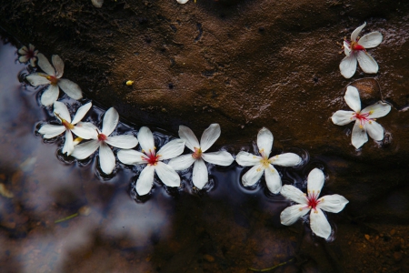 * - flowers, white, nature, grace