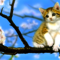 KITTY ON BRANCH