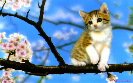 KITTY ON BRANCH - kitty, japan, sakura, tree, branch