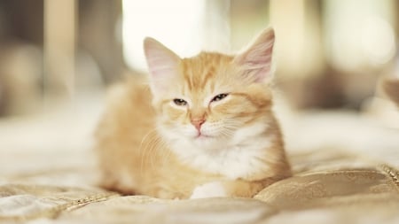 Cat - sleeping, beauty, cat face, hat, animals, sleepy, paws, face, pretty, cute, cat, kitty, lovely, kitten, cats, beautiful, sweet