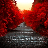 RED TREES along the ROAD