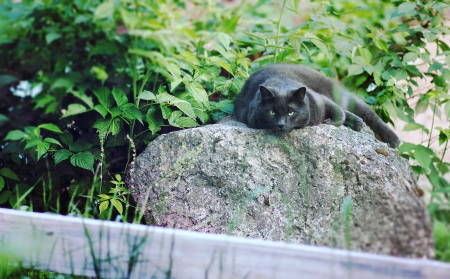 Cat - sleepy, cute, beautiful, cat, sleeping, kitty, cats, hat, cat face, paws, face, animals, pretty, beauty, sweet, kitten, lovely