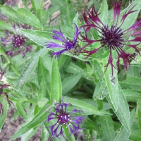 Purple Flowers at the park