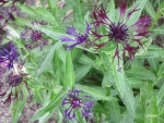 Purple Flowers at the park