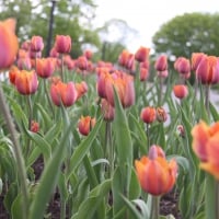 Tulips from Ottawa park