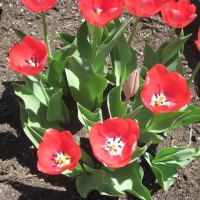 Red Tulips Ottawa Park