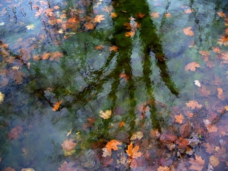 water tree - water, summer, tree, leaves