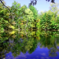 trees and lake