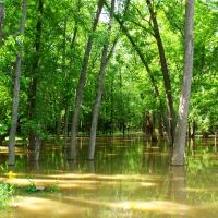 trees and lake