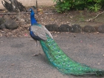 Peacock @ Waimea Valley