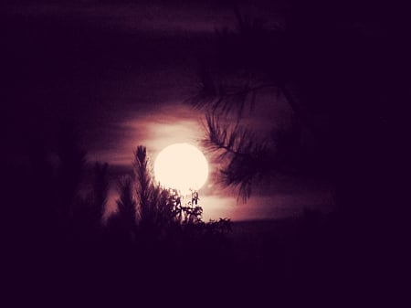 Midsummer Night - field, moon, trees, nature