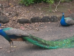 Peacocks @ Waimea Valley