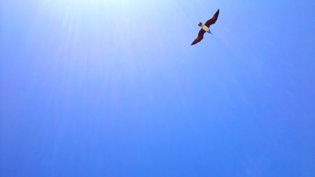 sunseagull - wings, blue sky, seagull, birds