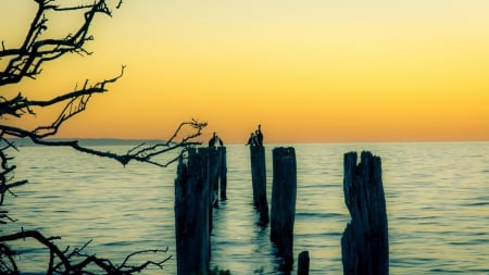 Cormorants sitting on wooden pylons - wooden pylons, branches, sunset, sea, birds