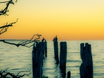 Cormorants sitting on wooden pylons