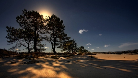 sun hiding behind trees in the desert - trees, desert, shadows, sun, sky