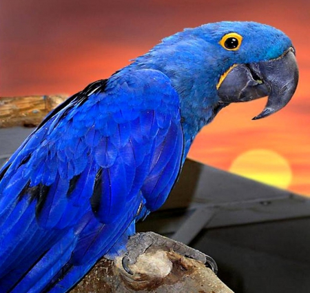 Blue parrot - image, wallpaper, color, expression, new