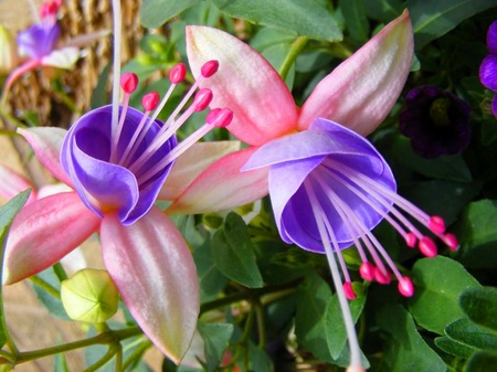 Fuschia beauty - flowers, white, purple, Fuschia, garden, pink