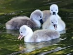 Baby swans take a swim