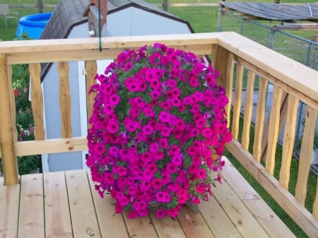 PETUNIA WAVE - pot, wave, flowers, deck, petunias