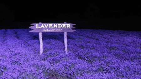 LAVENDER NIGHTS - night, fields, purple, lavender