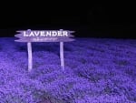 LAVENDER NIGHTS