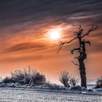 gnarled tree in winter field under fabulous sky