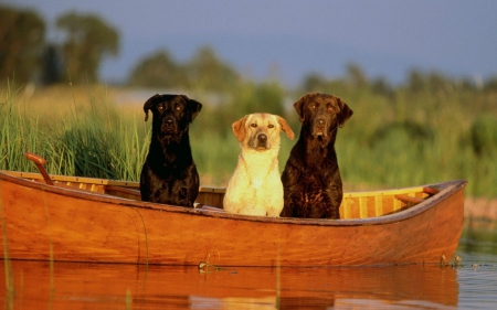 dogs - fun, lake, animals, dogs, boat