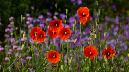 *** Summer on the meadow *** - nature, flowers, red