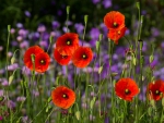 *** Summer on the meadow ***