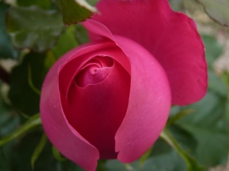 This is a Very Pretty Magenta  Rose - cool, rose, very, magenta