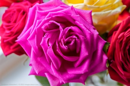 one Magenta Rose,one Yellow Rose,2Red Roses - red, yellow, roses, magenta