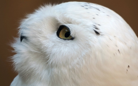 Bird - white, animals, bird, eyes