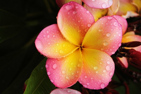 Plumeria - nature, flowers, plumeria, flower