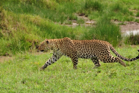 Leopard - run, fast, animal, Leopard