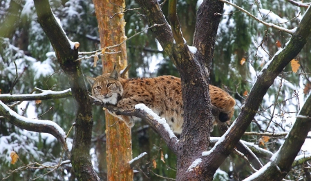 Lynx - forest, animal, lynx, jungle