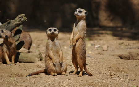 Meerkat - sand, forest, meerkat, animal