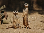 Meerkat