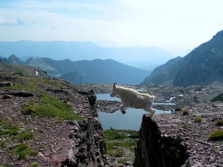 Goat - cliff, animal, mountain, goat