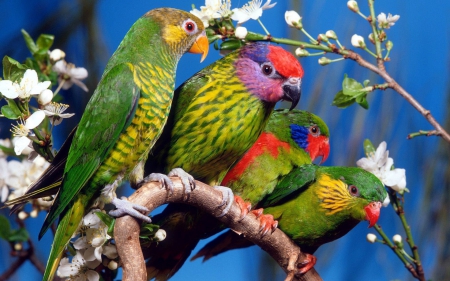 Parrot - tree, animal, bird, parrot