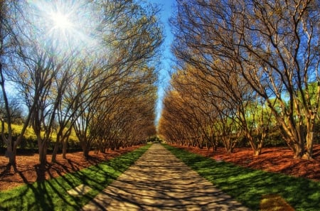 Path - nature, tree, forest, path